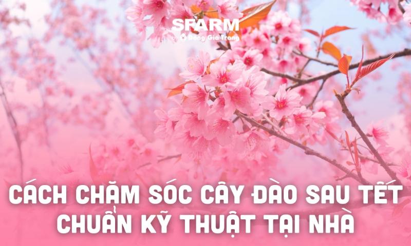 Chọn loại phân bón phù hợp và cách bón cho cây đào sau tết để cây nhanh chóng phục hồi